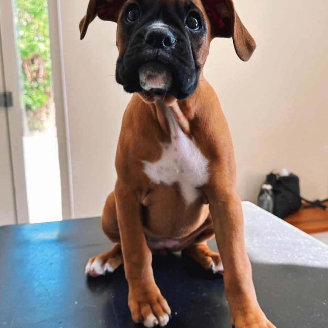Boxer - Belle 12 weeks old Female