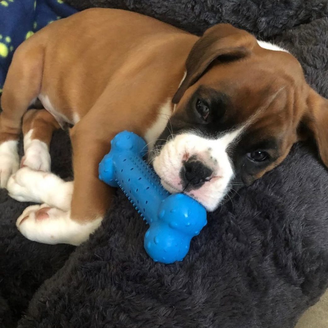 Boxer - Cody 11 weeks old Male